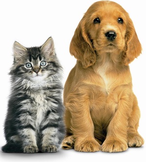 fun facts about pets