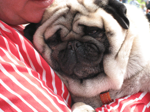 pug1