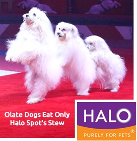 halo olate banner