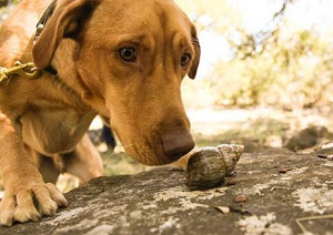 dogs-snails-lg