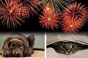Is-Your-Cat-Or-Dog-Afraid-of-Fireworks-Or-Thunderstorms-pets-pet-dogs-dog