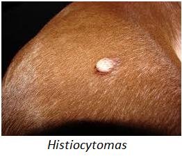histiocytomas