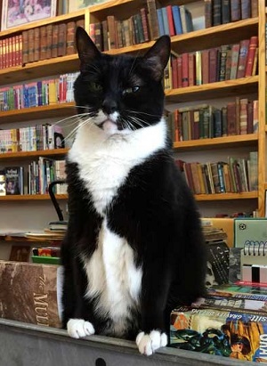 bookstore-cat-lg