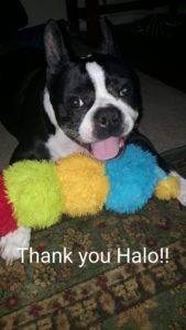 Boston Terrier on Halo Pets Vegan Formula for Dogs