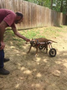 Callie playing in her wheelchair