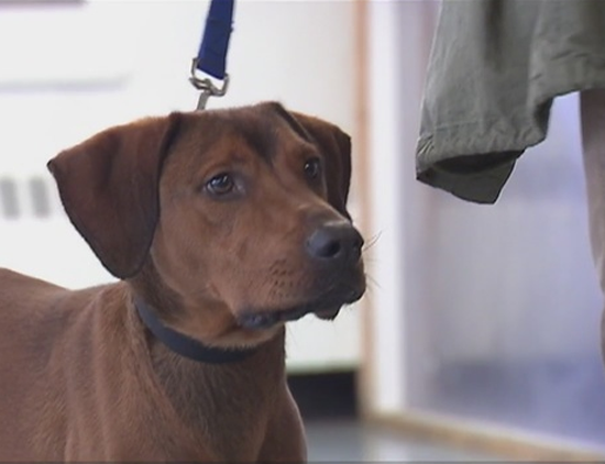 Shelter dogs with Juvenile inmate