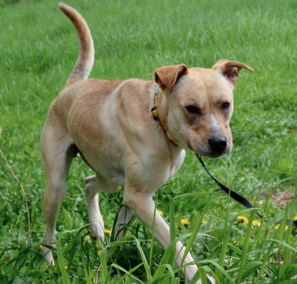 Blake from Northwoods Humane Society