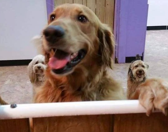 Riley-Golden-Retriever-Daycare-Dog