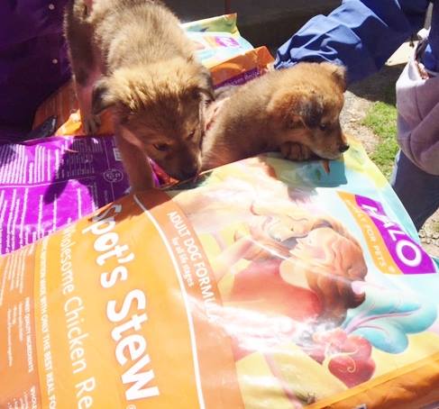 SPCA of Westchester - Halo Pets Food Delivery with Pups