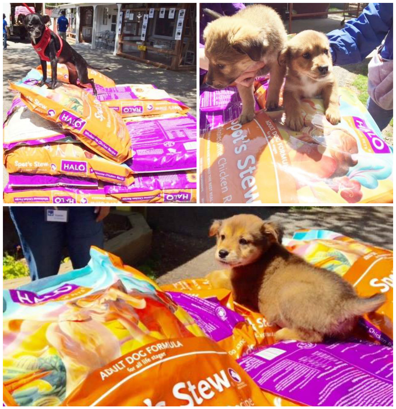 SPCA of Westchester - Halo Pets Food Delivery