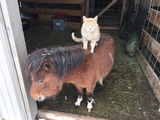 Barn Cat at Snowfall Ranch in Elizabeth, Colorado