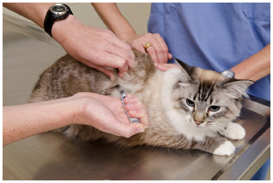 Vetsulin for Diabetic Cat