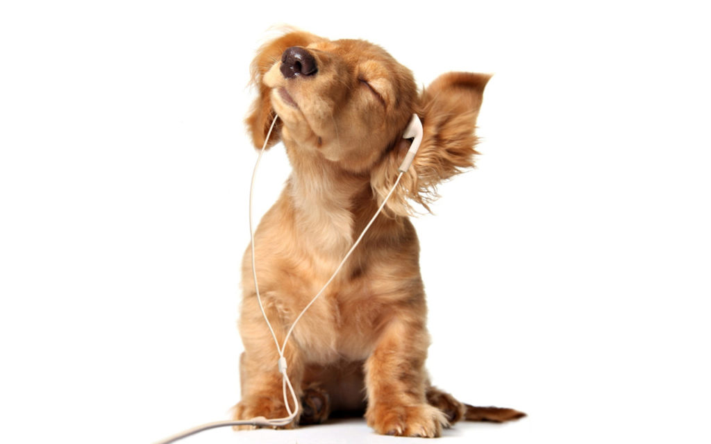 Music for dogs