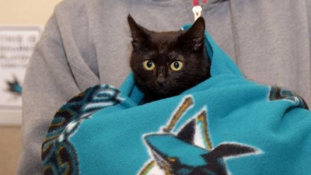 Jo Paw-velski, a female cat spin on Sharks captain Joe Pavelski’s name