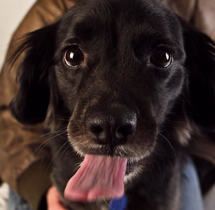 Belle licking Camera, Dog Only Knows