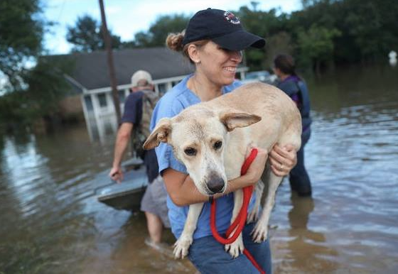 Louisiana Flooding Relief Rescue Pets