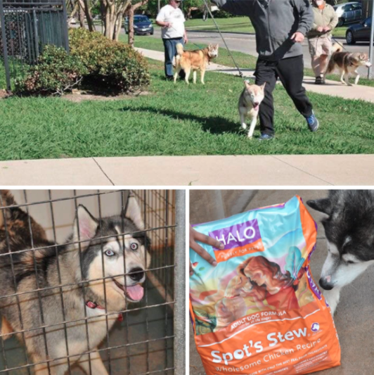 Texas-Husky-Rescue-Halo-Pets-Donation
