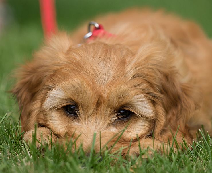 dog-lying-in-grass