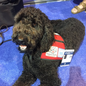 therapy dog US swimming trials for the Olympics in Rio 2016