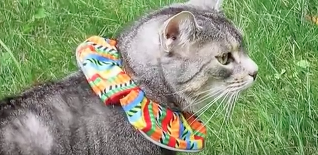 Bird Be Safe Cat Collar