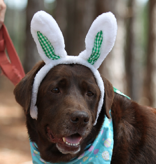 Lake, chocolate lab, from Hound Haven