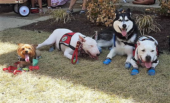 are therapy dogs allowed in apartments