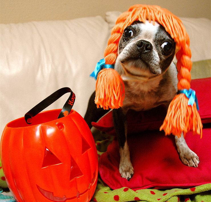 Halloween pet safety tips