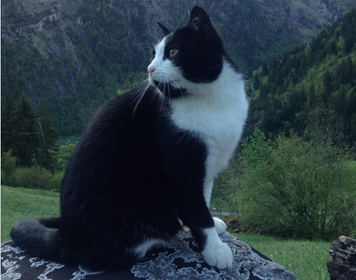 Grimwald Cat