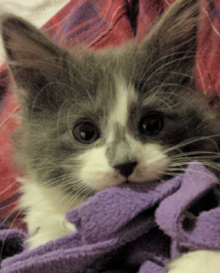 VOKRA - kitten rescue in Canada