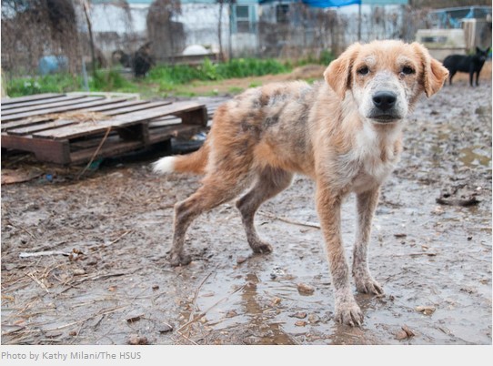 Humane Society of the United States