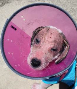 furever after rescue - Glacier terrier mix puppy