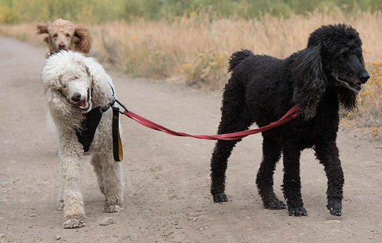 poodle-margaux-sisters-lg