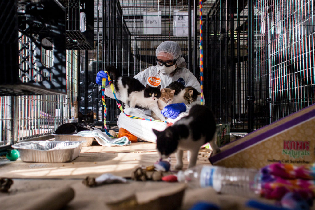 Quarantine center in Queens, NY for cats