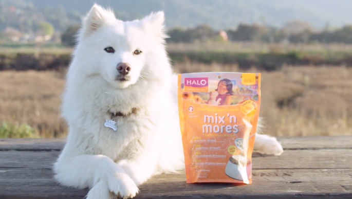 American Eskimo with mix 'n mores