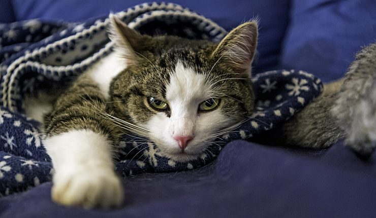 Cat in Blanket