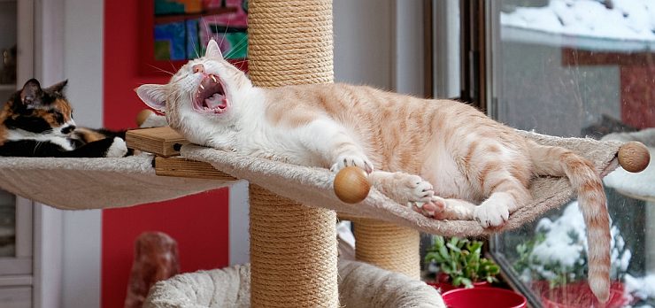 cat yawning