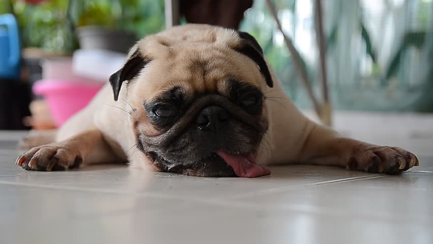 Pug