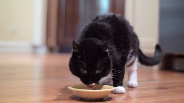 Feeding cat wet and dry food together