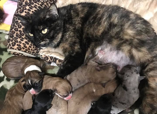 Cat mom nurses nine puppies
