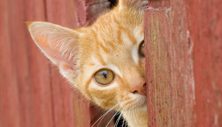 cat in a barn