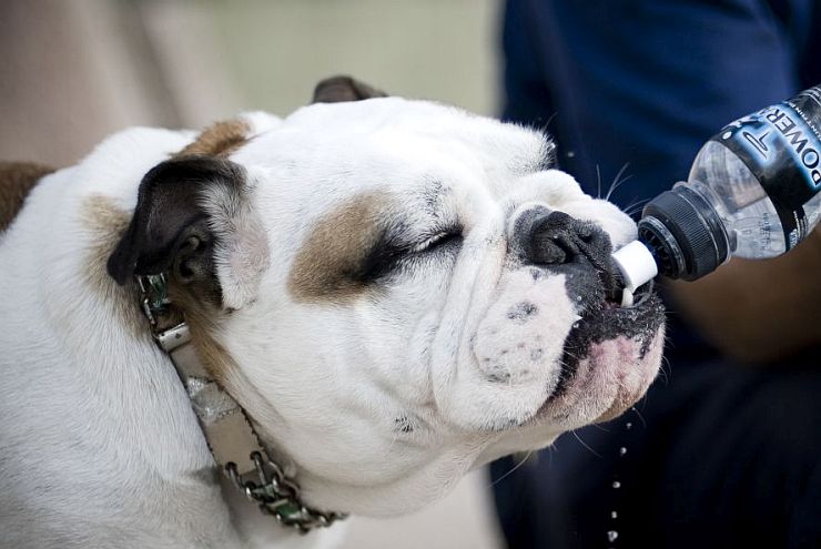 Dog drinking water