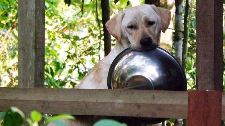 dog with food bowl 