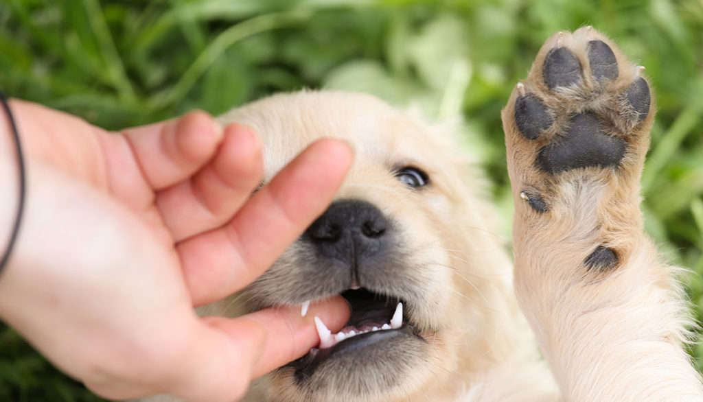 puppy nipping and biting