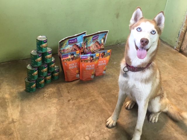 Nymeria from Texas Husky Rescue with Halo pet food