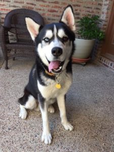 Zeus from Texas Husky Rescue