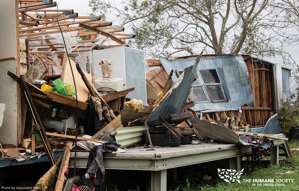 HSUS Animal Rescue Team during Hurricane Harvey