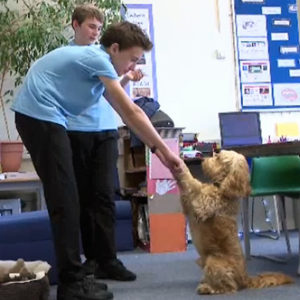 Ralph the Therapy dog