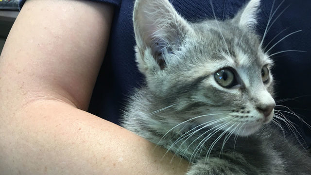 Construction Workers Find Kitten in Wall of New Jail