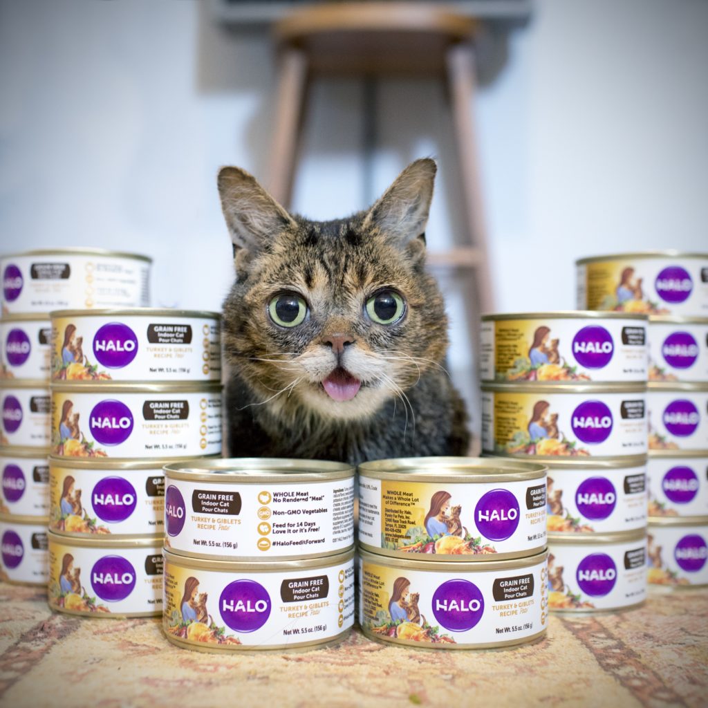 Lil BUB with Cans of Halo Holistic Cat Food