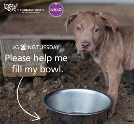 #GivingTuesday Halo Pets and The Humane Society of the United States